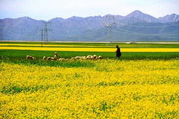 山丹县GDP_山丹县三立小学(3)