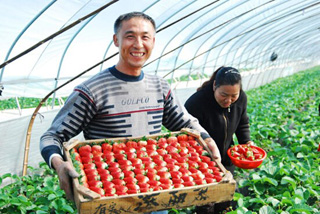 草莓之乡强大草莓产业 _ 经济参考网 _ 新华社