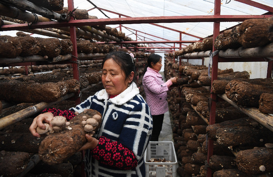 重庆香菇产业助推乡村脱贫