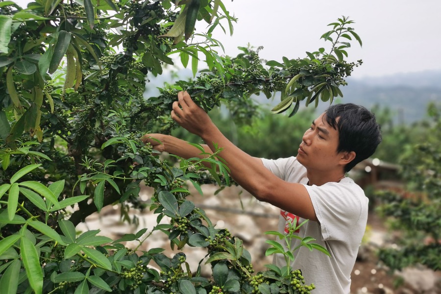 加快产业升级　由“量大”转为“质优”——部分地方花椒产业发展观察