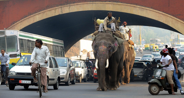 印度街头大象招摇过市参加婚礼