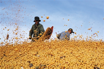 大豆扩种成效显 多措并举保障农民收益——东北大豆市场观察