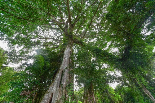 廣西來賓：以林長制優服務強保障壯實體 全力推動經濟高品質發展