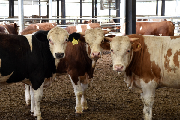 第一现场｜高端肉牛养殖让牛产业更“牛”